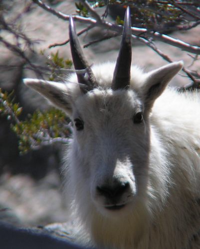 Mountain Goats in the Ruby Mountains