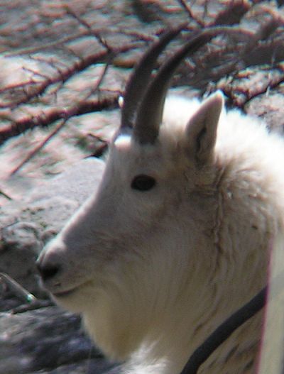 Mountain Goat in the Ruby Mountains