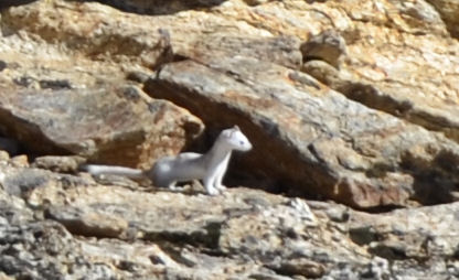 An ermine.