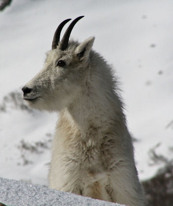 Mountain Goats in the Ruby Mountains