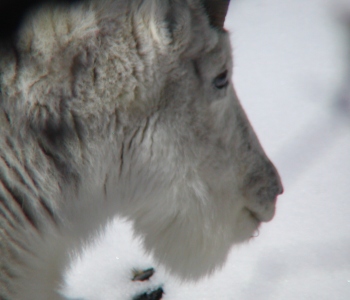 Mountain Goats in the Ruby Mountains