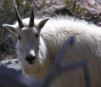 Mountain Goats in the Ruby Mountains