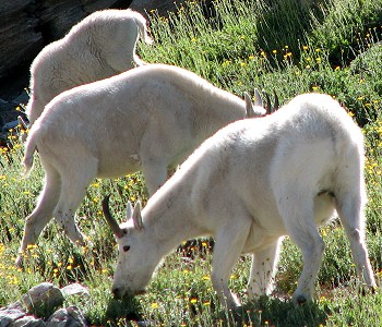 Mountain Goats in the Ruby Mountains