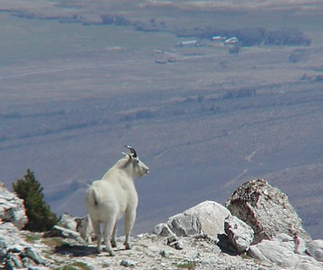 Mountain Goats in the Ruby Mountains