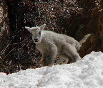 Mountain Goats in the Ruby Mountains