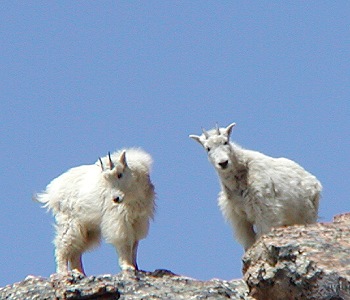 Mountain Goats in the Ruby Mountains