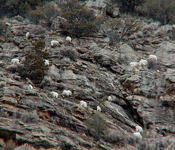 Mountain Goats in the Ruby Mountains