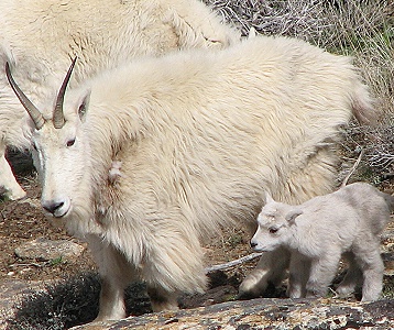 Mountain Goats in the Ruby Mountains