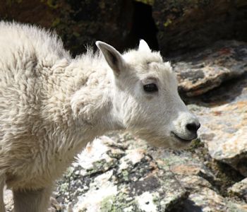 Mountain Goats in the Ruby Mountains