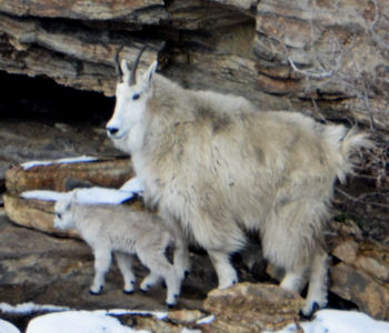 Mountain Goats in the Ruby Mountains