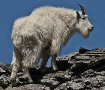 Mountain Goats in the Ruby Mountains