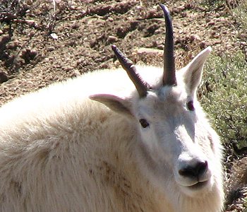 Mountain Goats in the Ruby Mountains