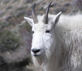 Mountain Goats in the Ruby Mountains