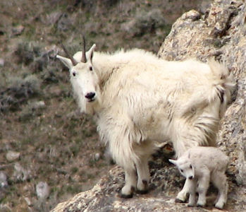 Mountain Goats in the Ruby Mountains