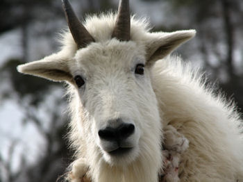 Mountain Goats in the Ruby Mountains