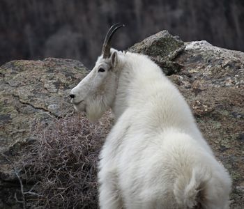 Mountain Goats in the Ruby Mountains