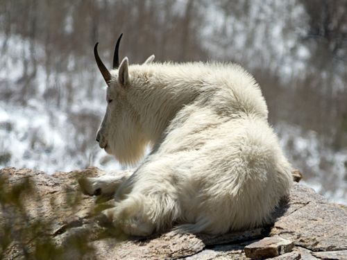 Mountain Goats in the Ruby Mountains