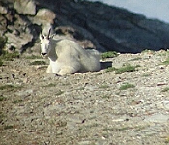 Mountain Goats in the Ruby Mountains