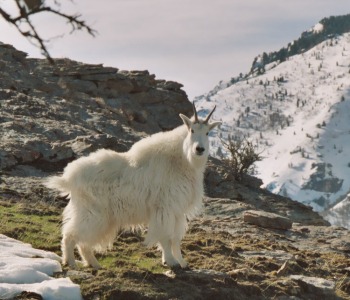 Mountain Goats in the Ruby Mountains