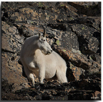 Mountain Goat in the Ruby Mountains. Photo taken by Wildlife Photogragher Tim Torell.