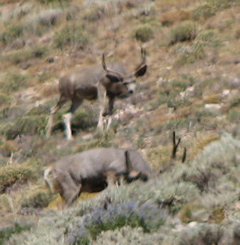 Go to Mule Deer Page