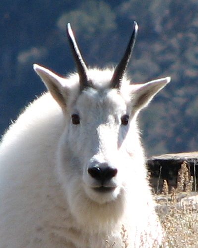 How much does a mountain goat weigh?