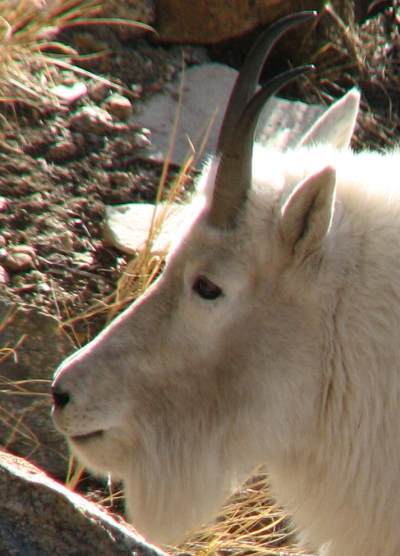 Mountain Goat in the Ruby Mountains