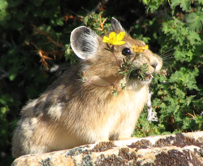 Pika in the Ruby Mountains
