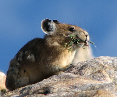 Pika in the Ruby Mountains