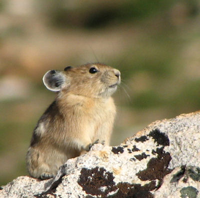 Pika in the Ruby Mountains