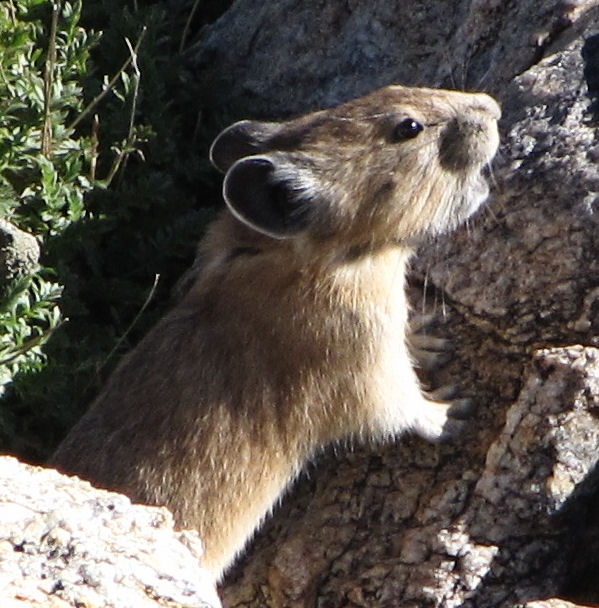 Pika in the Ruby Mountains