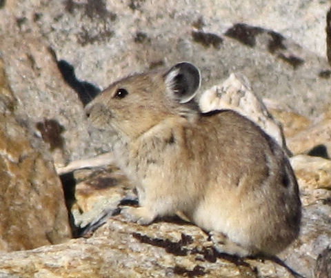 Pika in the Ruby Mountains