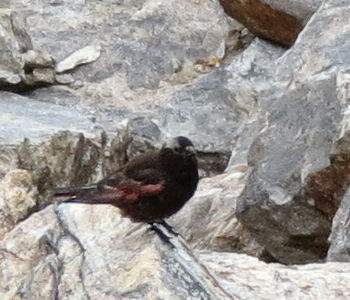 A Black Rosy Finch above Island Lake.