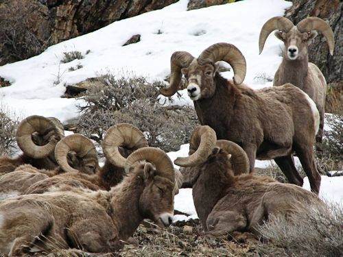 Bighorn Sheep