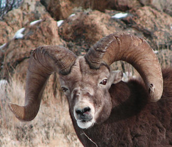 Rockey Mountain Bighorn Ram in the Ruby Mountains