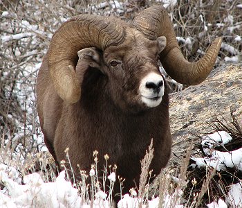 Rocky Mountain Bighorn Sheep from the Ruby Mountains