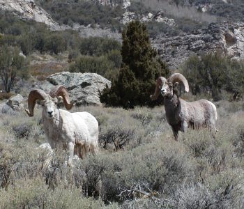 Casper and Ballistic Tip Bighorn Sheep in the Ruby Mountains