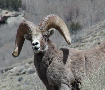Ballistic Tip a Bighorn Sheep in the Ruby Mountains