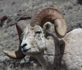 Casper the Bighorn Sheep in the Ruby's