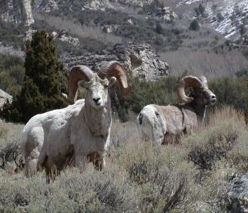 Casper and Ballistic Tip Bighorn Sheep in the Ruby Mountains