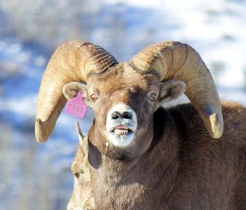 Rocky Mountain Bighorn Sheep from the Ruby Mountains