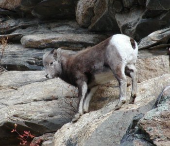 Rocky Mountain Bighorn Sheep from the Ruby Mountains