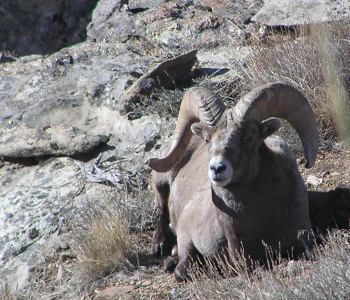 Rocky Mountain Bighorn Sheep from the Ruby Mountains