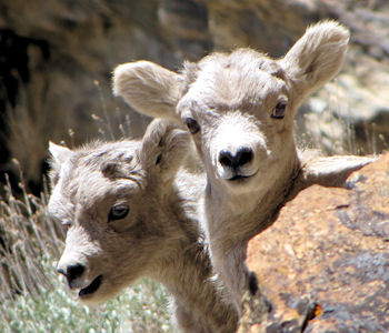 Rockey Mountain Bighorn Lambs in the Ruby Mountains