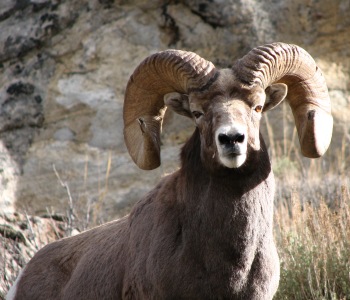 Rocky Mountain Bighorn Sheep from the Ruby Mountains