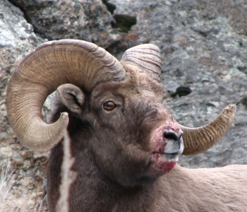 Rocky Mountain Bighorn Sheep from the Ruby Mountains