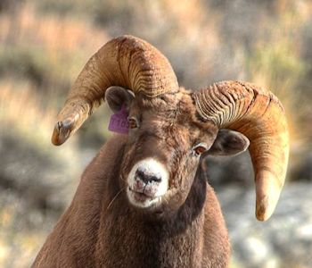 Rocky Mountain Bighorn Sheep fighting in the Ruby Mountains