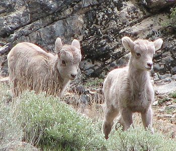 Rocky Mountain Bighorn lambs in the Ruby Mountains