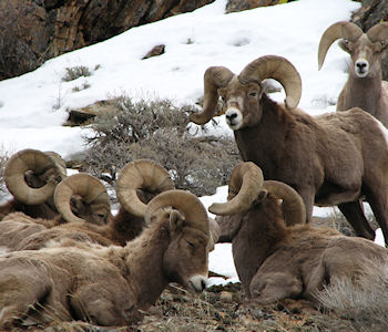 Rocky Mountain Bighorn Rams in the Ruby Mountains