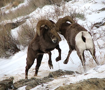 Rocky Mountain Bighorn Sheep fighting in the Ruby Mountains